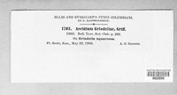 Aecidium grindeliae image